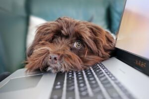 副業希望者におすすめの在宅資格は？